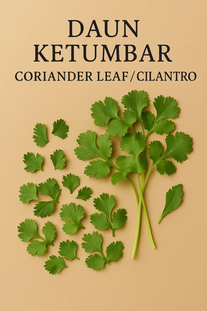 Daun Ketumbar - The Fresh Coriander Leaf That Adds Green Brightness to Indonesian Dishes 3 daun ketumbar cilantro coriander leaf