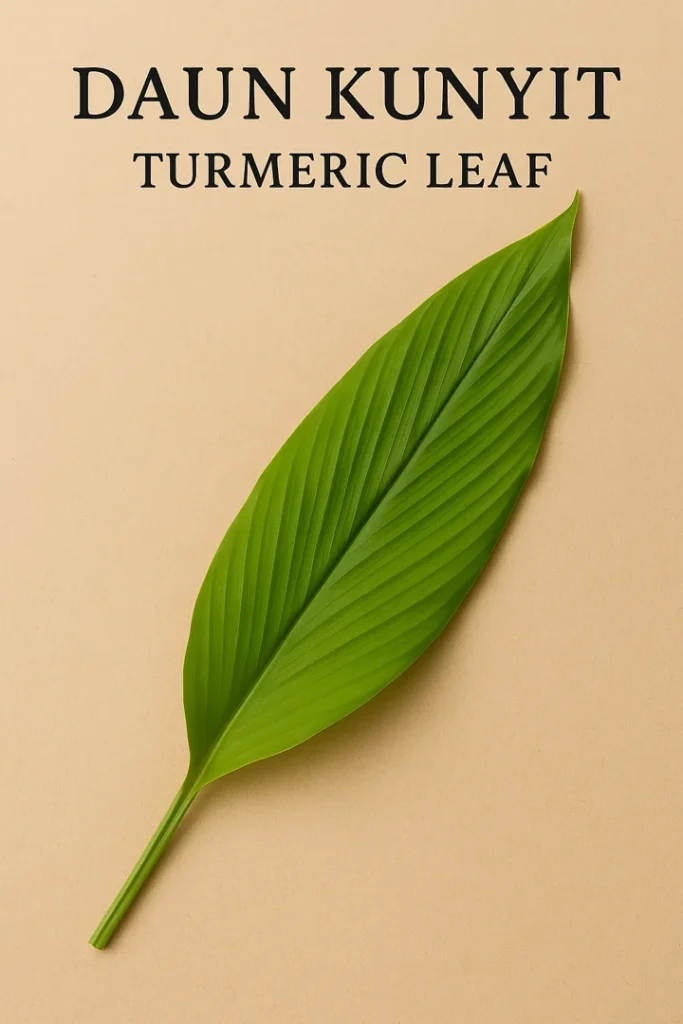 Daun Kunyit - The Aromatic Turmeric Leaf That Adds Subtle Warmth and Elegance 3 daun kunyit turmeric leaf